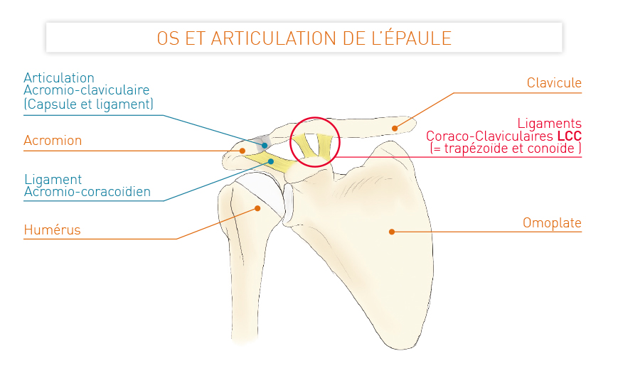 Os et articulation de l'épaule