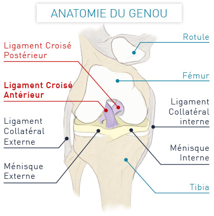 Ligament Croisé Antérieur – Chirurgie Orthopédique & Sportive ...